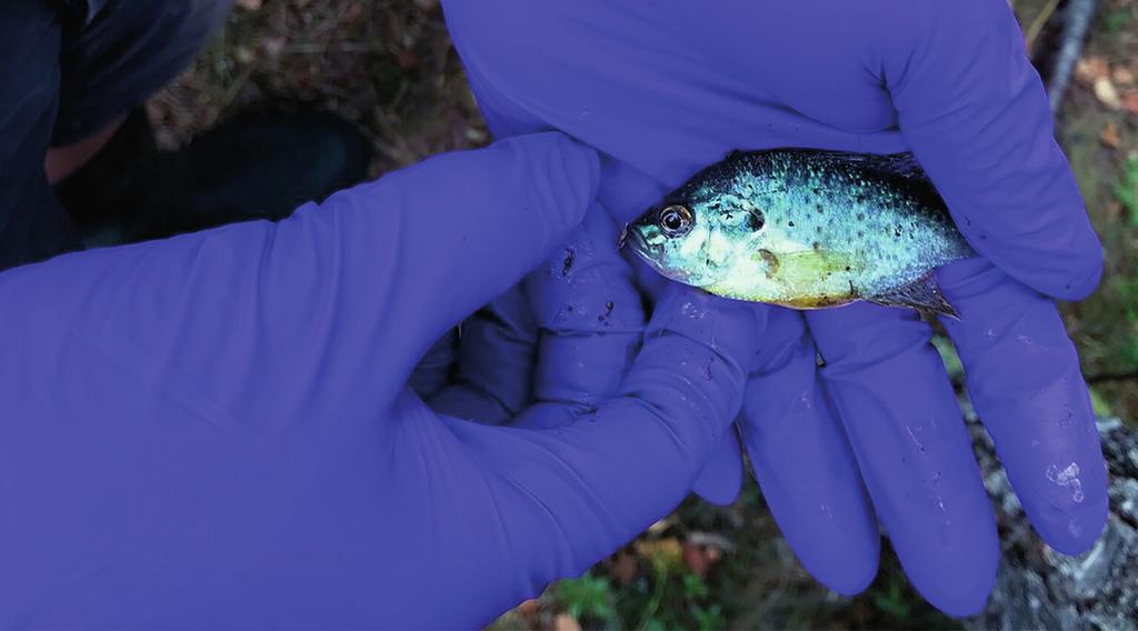 Aqua reports 2018:21 Jakten på solabborren (Lepomis gibbosus) En