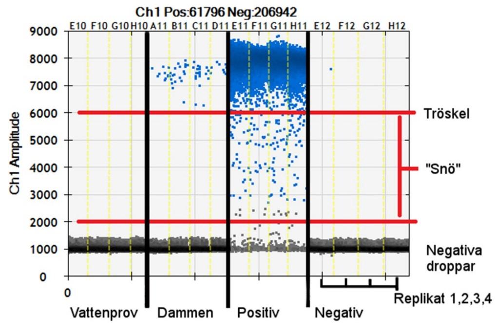 5 Resultat 5.1 edna Resultaten av DNA-mätningar och ddpcr finns listade i bilaga 1 (tabell 11). DNA från solabborre återfanns inte i vattenprover från lokalerna 1-10 nedströms dammen (Fig. 7; Fig.