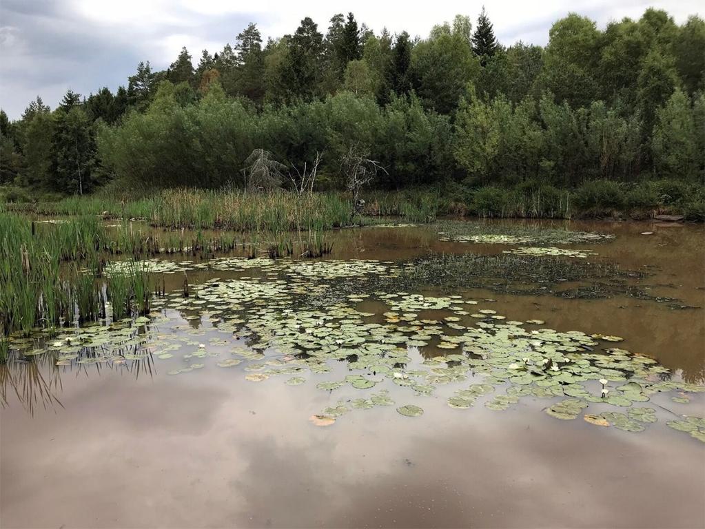 Rekommendationerna från SLU Aqua och SeAnalytics är att följa upp med provtagningar under våren 2019 för att undersöka om arten fortfarande finns kvar i systemet.