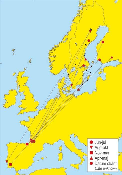 ortolansparvar som antas vara fåglar från sydostligaste Europa och västra Asien.