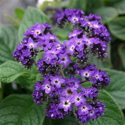 Bouquet Lantana