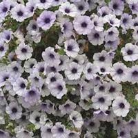 frost Petunia surfinia blue Petunia surfinia lime Petunia conchita azur Petunia surfinia blue vein Tigvallabron Karl IX bro