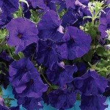 BLOMKUBER