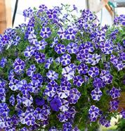 BLOMTRÄD PÅ