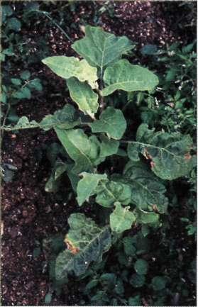 126 Daph ne 2001 Setaria pumila