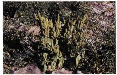 114 Daphne 2001 Amaranthus hybridus ssp.