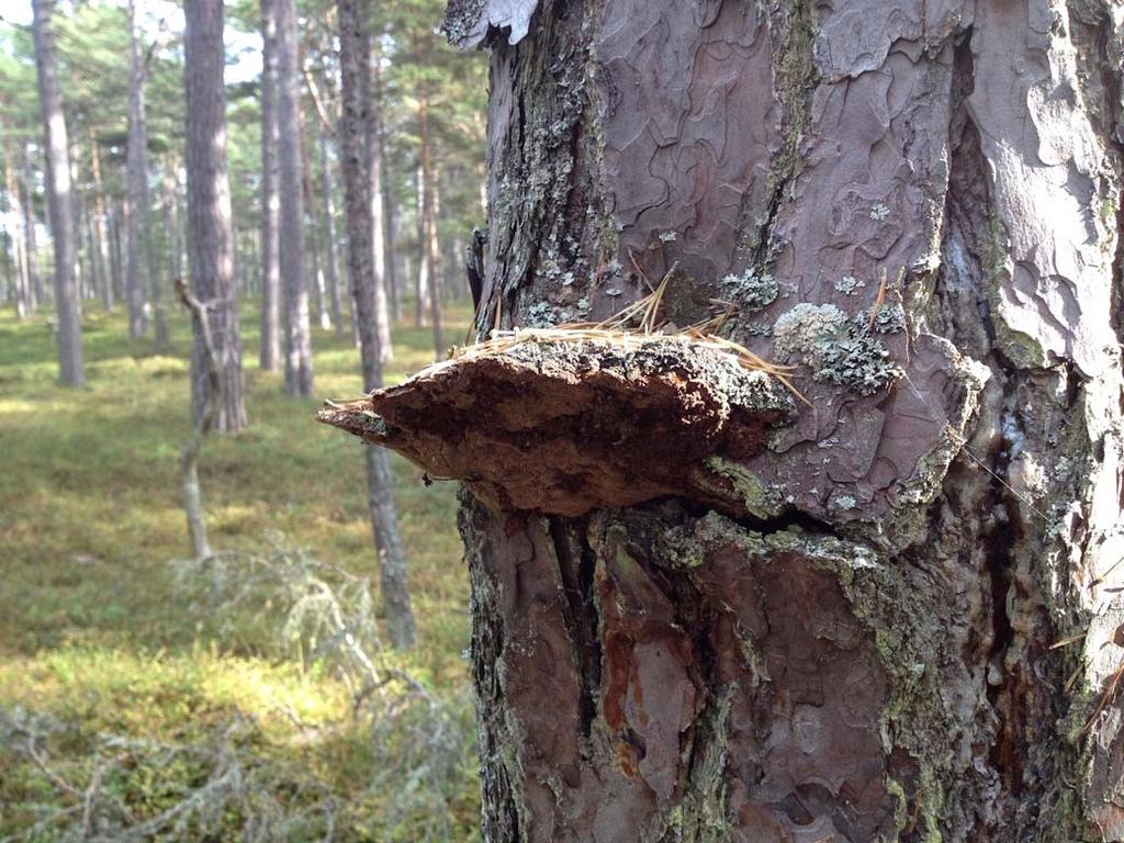 Typiska arter Typiska arter är ett begrepp som används vid utvärdering enligt EU:s art- och habitatdirektiv i Natura 2000-områden.