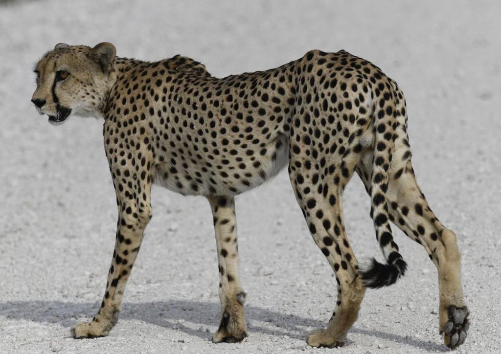 Namibia med
