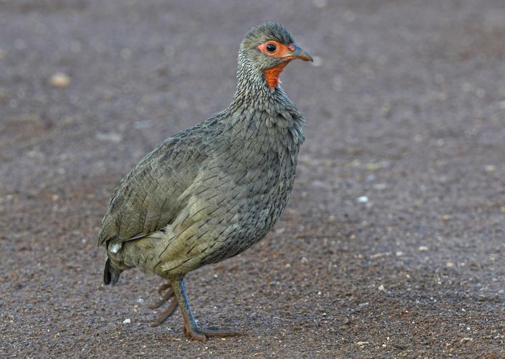 Swainson s Spurfowl. Foto: Leif Lagerstedt Artlista fåglar 1 Common Ostrich Struthio camelus australis (Struts) 4 längs vägen Windhoek Swakopmund 4.1, 7 Twyfelfontain 7.1, 15 Etosha NP--Okaukuejo 11.