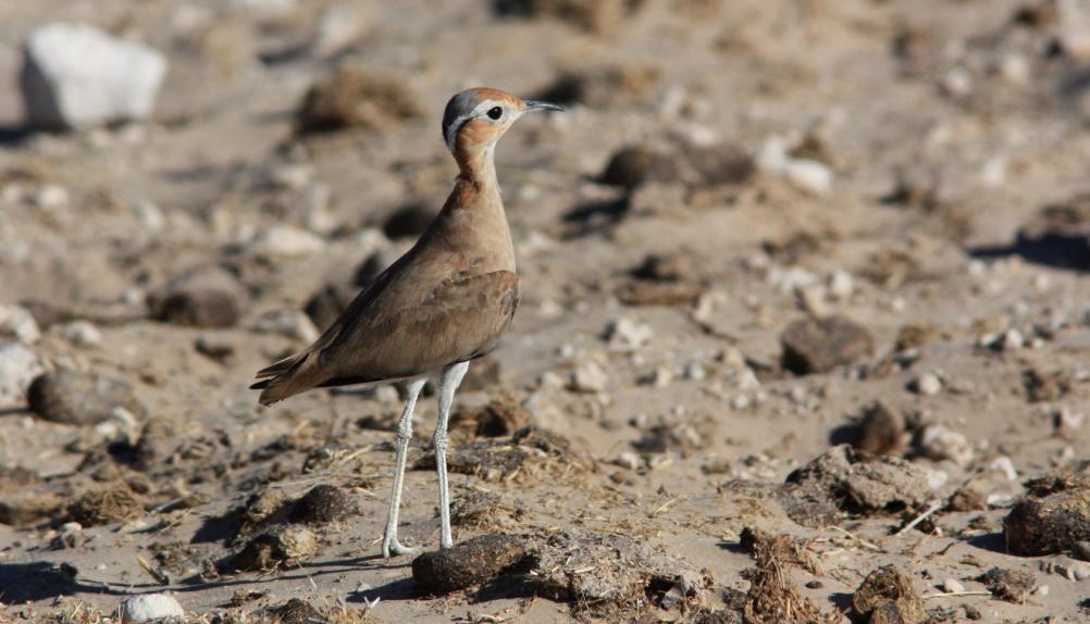 83 Common Ringed Plover Charadrius hiaticula tundrae (Större strandpipare) 3 Swakopmund 6.1 84 Kittlitz's Plover Charadrius pecuarius (Kittlitzstrandpipare) 1 Swakopmund 4.1, 5 Walvis Bay 5.