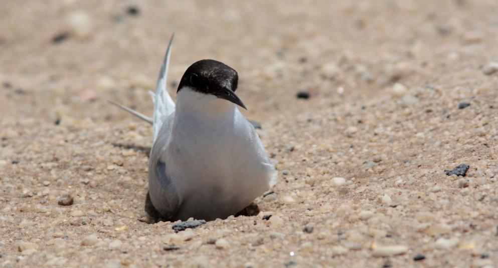 102 Temminck's Courser Cursorius temminckii aridus (Savannökenlöpare) 6 Etosha NP--Dolomite Rest Camp 9.1 och 3 Etosha NP--Okaukuejo 11.