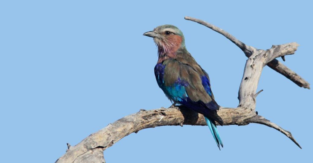 134 African Palm Swift Cypsiurus parvus hyphaenes (Afrikansk palmseglare) 1 Windhoek 3.1, 2 Khorixas--Damara Mopane Lodge 7.1, 5 Etosha NP--Okaukuejo 10.1 och 5 Etosha NP--Namutoni 13.1. Observerad 7 dagar totalt 135 Alpine Swift Tachymarptis melba marjoriae (Alpseglare) 10 Etosha NP--Dolomite Rest Camp 9.