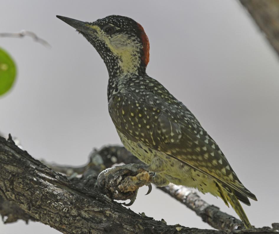 152 Southern Red-billed Hornbill Tockus rufirostris (Sydlig rödnäbbstoko) 1 längs vägen Windhoek Swakopmund 4.1, 6 Etosha NP--Namutoni 12.1, 10 Etosha NP--Namutoni 13.