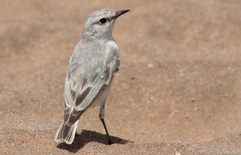 234 Kalahari Scrub Robin Cercotrichas paena paena (Kalahariträdnäktergal) 2 Etosha NP--Dolomite Rest Camp 9.1, 2 Etosha NP--Namutoni 13.1, 6 Etosha NP--Namutoni 13.1, 3 Erindi Private Game Reserve 14.
