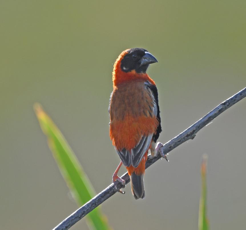 261 Red-billed Quelea Quelea quelea lathamii (Blodnäbbsvävare) 15 Windhoek 3.1 och 500 Etosha NP 10.1. Observerad 12 dagar totalt 262 Southern Red Bishop Euplectes orix (Sydlig eldvävare) 10 Windhoek 3.