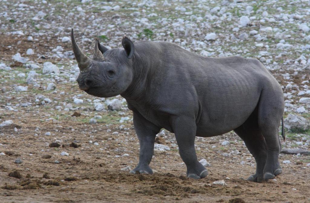 Black Rhinoceros (Spetsnoshörning). Etosha NP. Foto: Göran Pettersson Däggdjur 1 Bushveld Sengi Elephantulus intufi 1 Etosha NP--Okaukuejo 12.1 och 1 Etosha NP--Dolomite Rest Camp 9.
