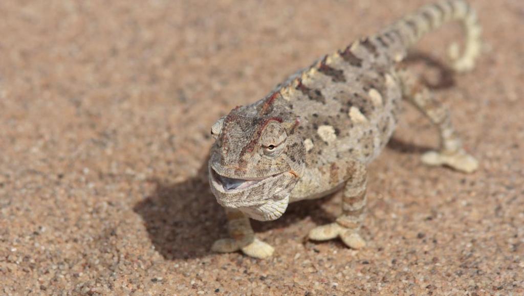 Namaqua Chamaeleon. Swakopmund. Foto: Göran Pettersson Reptiler 1 Namib Sand Gecko Pachydactylus rangei 1 Swakopmund 5.