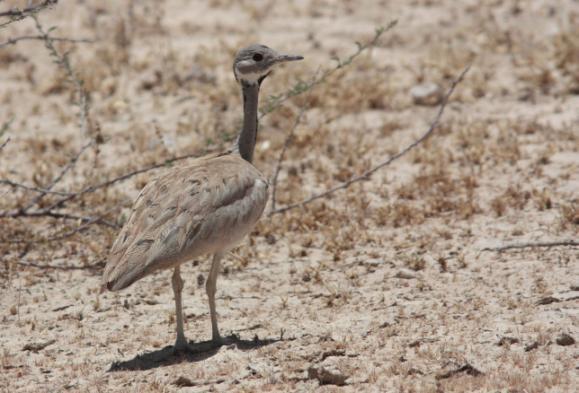 der med Chestnut-banded Sandpipers, vilket talade för att det var torrt i Etosha Pan, dit vi planerar att komma om några dagar.