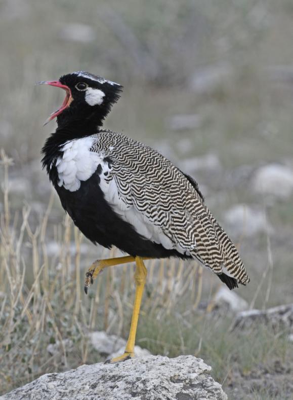 som låg och däste efter en kraftfull måltid på en en Gemsbok. Riktigt läckert! Några mil före Okaukuejo (nattens camp) gjorde vi en bensträckare och kaffepaus vid ett vattenhål och informationscentra.