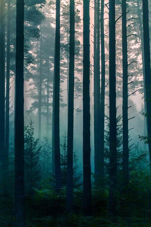 models - A case study on Scots pine in northern Sweden Sara Holappa Jonsson Master s thesis 60