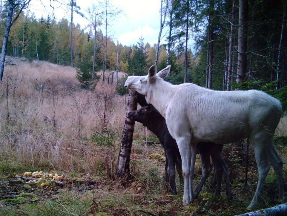 Kalvarna fungerar som ett skydd för korna.