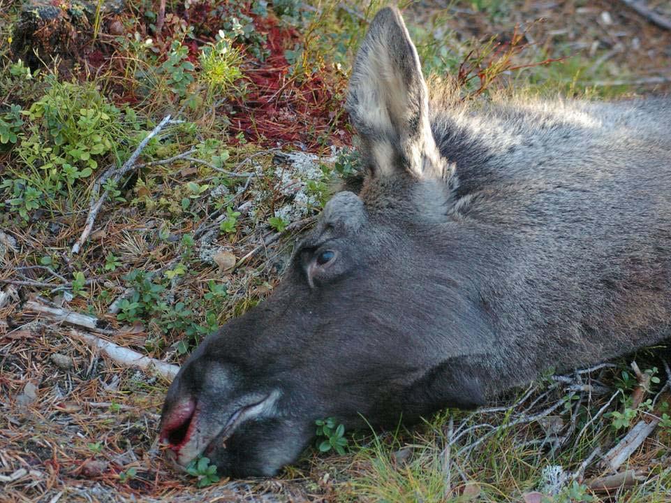 Låt trögheten i