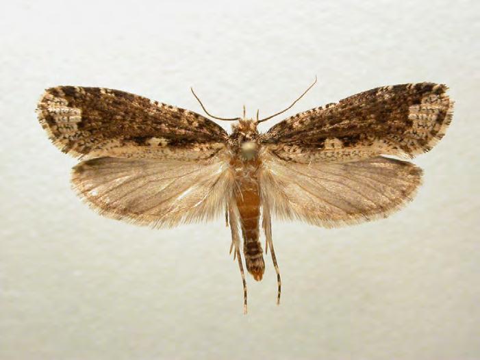Jättesvampmal Scardia boletella NT Den största malarten i Sverige. Fjärilen flyger på natten och kommer till ljus.