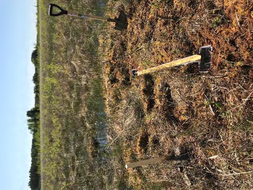 Resultat Av insekterna i det insamlade materialet har totalt 78 arter konstaterats. Förutom en blomfluga av släktet Microdon är alla skalbaggar, en total förteckning över arterna bifogas efter texten.