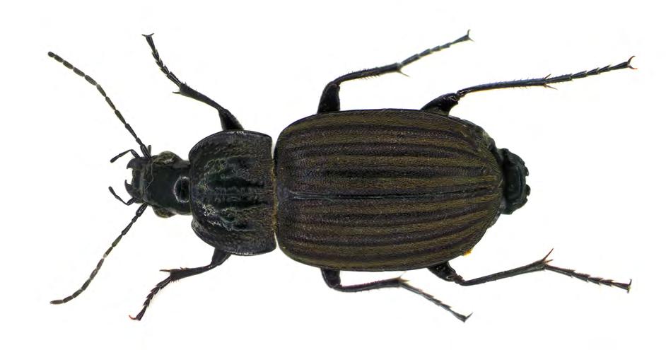 Staphylinus erythropterus Stenus canaliculatus Stenus lustrator Stenus nitens Tetartopeus terminatus Xantholinus tricolor Zyras