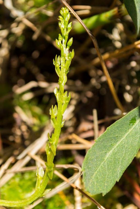 Gulyxne hittades på en plats i områdets norra del. Uppskattningsvis fanns 200 300 individer. Knottblomster hittades inte under inventeringen.