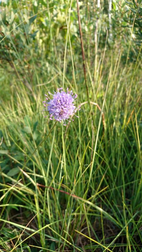 Ängsnycklar Dactylorhiza incarnata Sparsam Ängssyra Rumex acetosa Sällsynt Ängsvädd Succisa pratensis Sparsam (ca 350 ex) Tabell 2.