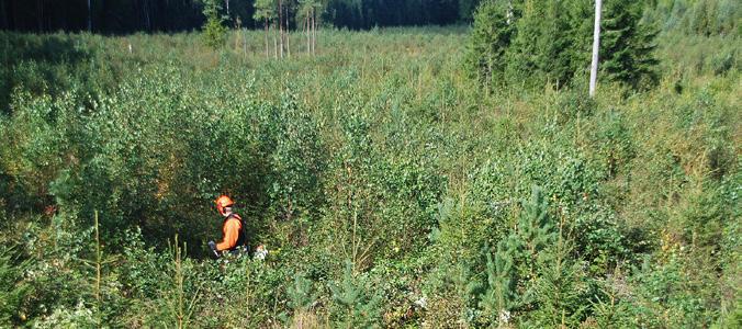 Tidig röjning av plantbestånd Eftersom luckor i plantbestånd kan öka risken för älgskador, lönar det sig att lämna lövträd i luckorna.