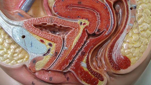 Vagina Glatt muskel-vägg omgiven av fibroelastisk vävnad och tvärstrimmig muskulatur/bäckenbotten