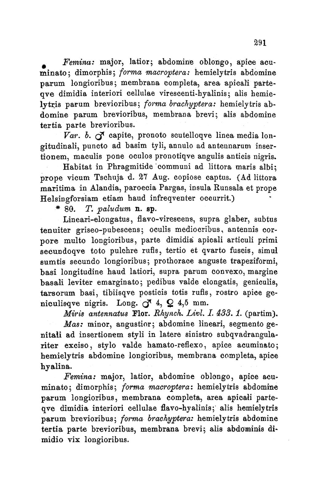 291 Femina: major, latior; abdomine oblongo, apice aeuminato; dimorphis; forma mcacroptera: hemielytris abdomine parum longioribus; membrana completa, area apicali parteqve dimidia interiori cellulae