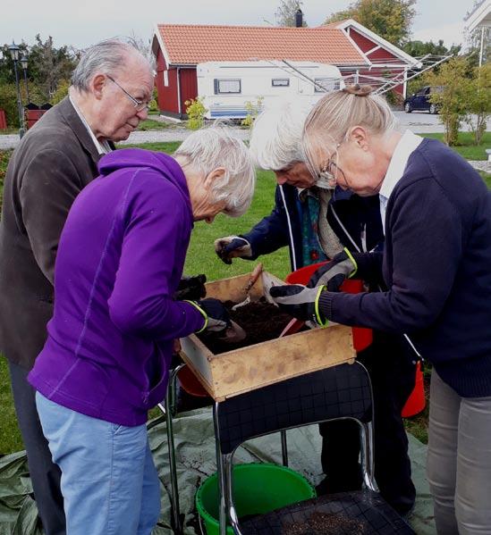 Vilka växter fann vi i pallkragarna? Resultatet av de växter som grott och utvecklats i odlingsförsöket kan man utläsa i listan över Växter i odlingslådor (Bilaga 2).