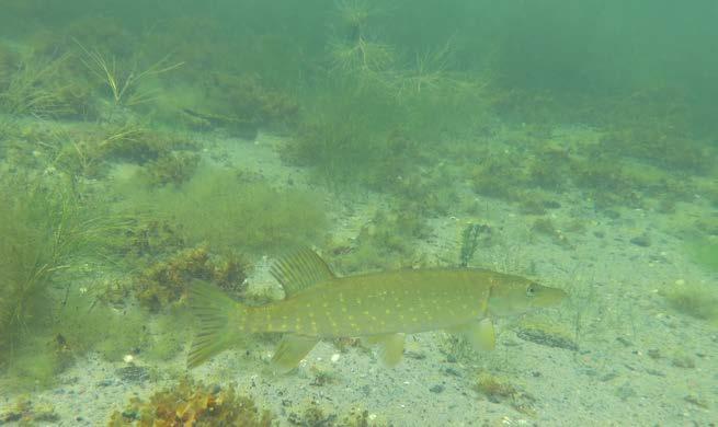 HAV I BALANS SAMT LEVANDE KUST OCH SKÄRGÅRD 8 FIGUR 14. Grund sandbotten med blåstång, långskottsvegetation och kransalger, en bra rekryteringsmiljö för gädda.
