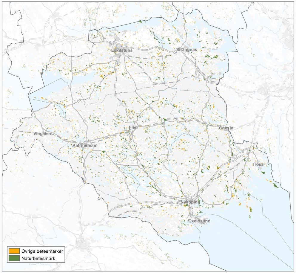 11 ETT RIKT ODLINGSLANDSKAP 11.1. Gräsmarkerna i länet Gräsmarkerna i Södermanland består till stor del av naturbetesmarker av olika slag som öppen betesmark, ekhagar, björkhagar, skogsbeten,