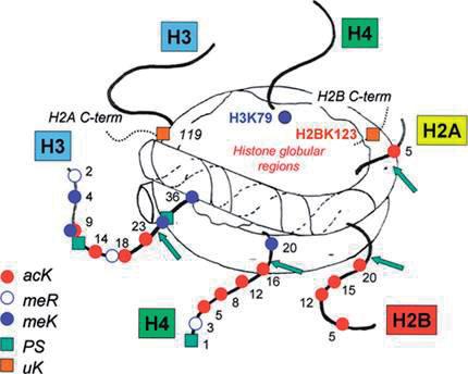 mia [48]. Somatic loss of function mutations in ATRX, which is a PAD45- like protein, was implicated in a very rare form of myelodysplasia; preleukemic blood disorder [49].