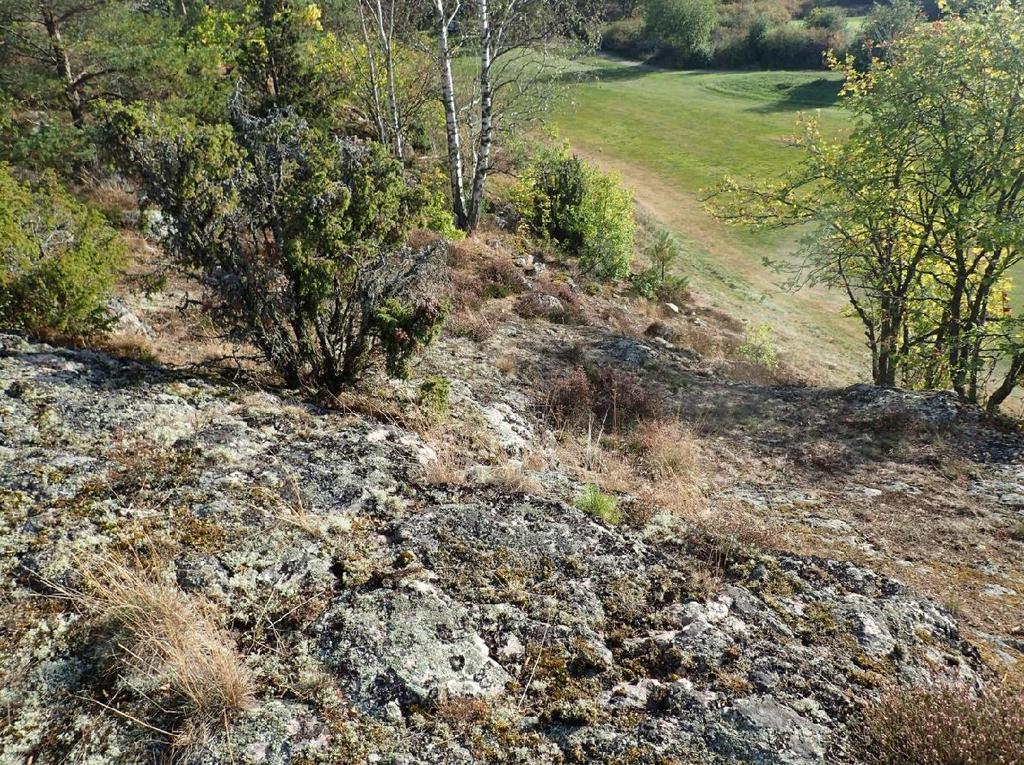 NVO 2. Hällmark. (0,26 ha) Allmän beskrivning Detta delområde utgörs av en öppen hällmarksyta intill golfbanan. Berggrunden förefaller, åtminstone bitvis, ha inslag av lite kalkrikare mineral.