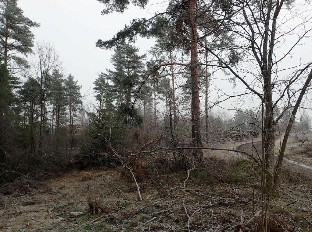Figur 10. Del av den smala skogsbården i delområde 5.