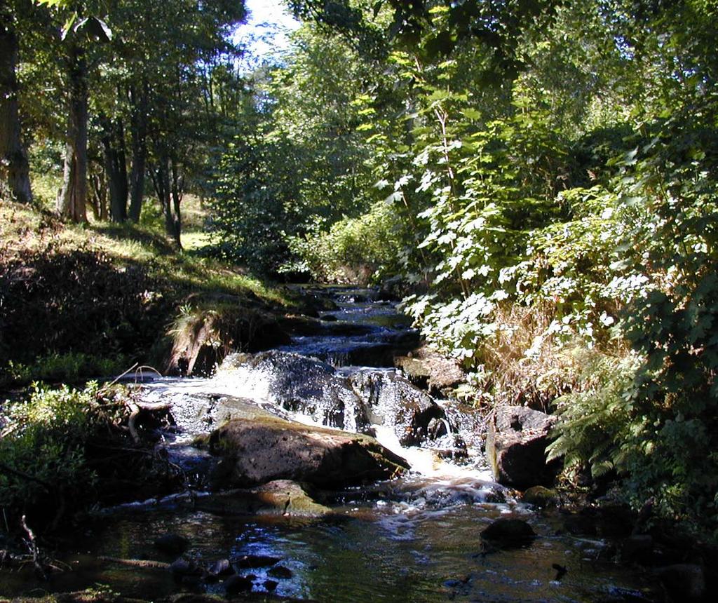 MEDDELANDE NR 7: Vätterbäckar i