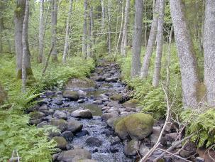 G:\ - Naturvård SAMMANFATTNING OCH ALLMÄN BESKRIVNING Nytt_ID: 89 Lufsebäcken Naturvärde: Högt naturvärde Naturlighet: Raritet: Artrikedom:,8 Rätt 8 9 Strömmande blockrik sträcka.