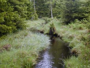 G:\ - Naturvård SAMMANFATTNING OCH ALLMÄN BESKRIVNING Nytt_ID: 9 Gagnån Naturvärde: Mycket högt naturvärde Naturlighet: Raritet: Artrikedom:,8 Rätt 8 Lugnflytande sträcka.