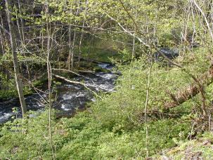 G:\ - Naturvård SAMMANFATTNING OCH ALLMÄN BESKRIVNING Nytt_ID: 6 Röttleån Naturvärde: Måttligt naturvärde Naturlighet: Raritet: Artrikedom:,8,, Rätt 9 Nedfallna träd i Röttleån.