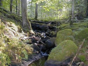 G:\ - Naturvård SAMMANFATTNING OCH ALLMÄN BESKRIVNING Nytt_ID: 7 Musslebobäcken Naturvärde: Högt naturvärde Naturlighet: Raritet: Artrikedom: Rätt Strömmande/forsande brant sträcka.