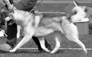 I utställningsringen skall hunden visas med löst koppel i måttligt snabbt trav med god steglängd fram och gott driv bak. Siberian husky är s.