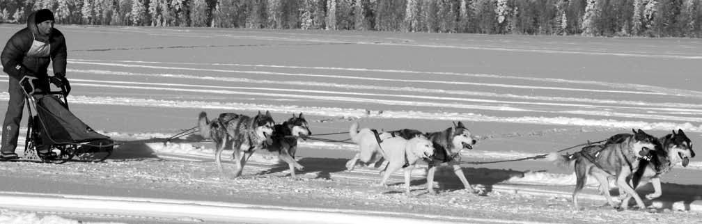 Siberian huskyn är startsnabb