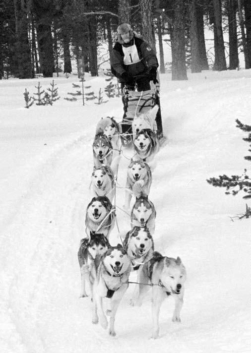 DISKVALIFI- CERANDE FEL: - hanhundar över 60 cm och tikar över 56 cm NOTA BENE: Hund får ej prisbelönas om den är aggressiv eller extremt skygg eller om den har anatomiska defekter som menligt kan