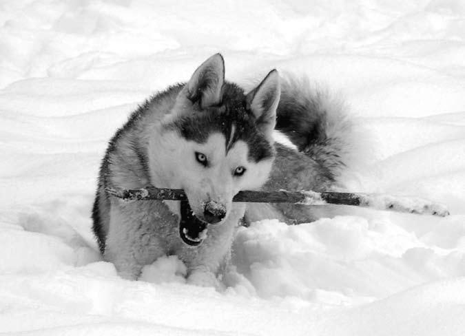 Dedicated to the indomitable spirit of the sledge dogs that relayed antitoxin six hundred miles over rough ice across threacherous waters through artic blizzards to the relief of sticken Nome in the