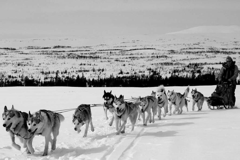 Innehåll Innehåll sid 3 Inledning sid 4 Siberian huskyn i Sverige och Norden sid 5 Standard för siberian husky med kommentarer sid 6 Exempel på typer sid 21 Bildexempel hundar av utmärkt typ sid 22